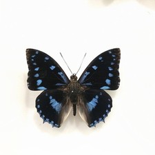 Charaxes ameliae Set Specimen