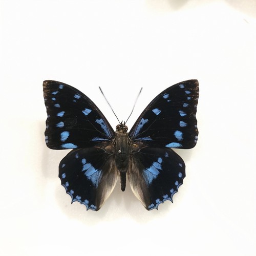 Charaxes ameliae set - ameliae, specimen