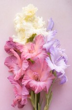 10x Gladioli PASTEL Mix Bulbs
