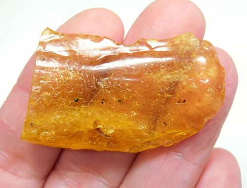 Baltic amber with insects - baltic, from