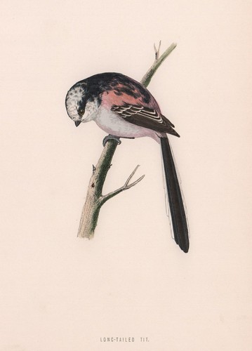 Long tailed tit morris s - long-tailed, tit.