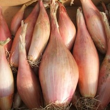 Shallot - Zebrune - Kings