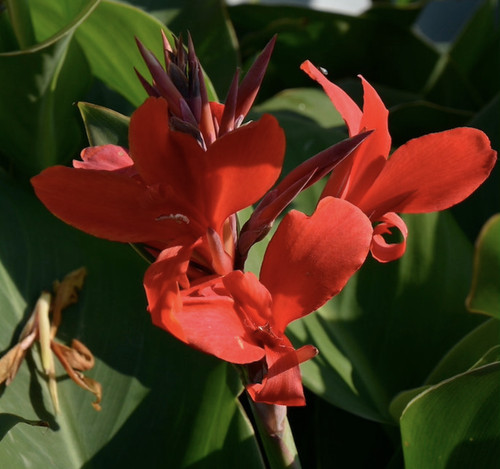 Canna kreta plug plant - |,