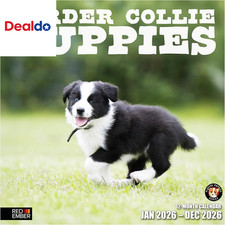 Border Collie Puppies 2026
