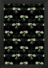 Massonia Pustulata Pattern