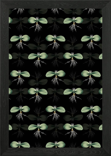 Massonia pustulata pattern - massonia,
