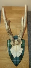 Roe Deer Stag Antlers Natural