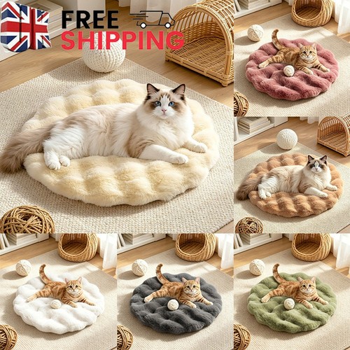 Fluffy round cat - fluffy, bed