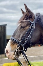 Jeffries Gentle Anatomical