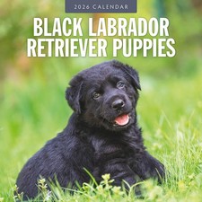 Black Labrador Retriever Puppies 2026 Square Wall Calendar