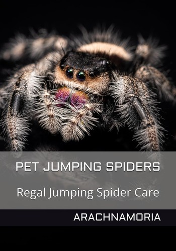 Pet jumping spiders regal - jumping,