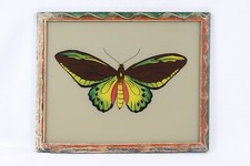 Ornithoptera Alexandra