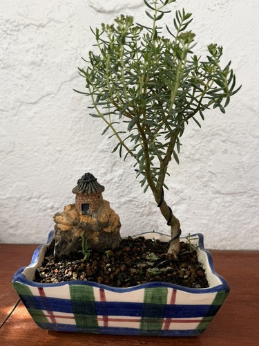 Crassula sarcocaulis hardy - sarcocaulis,