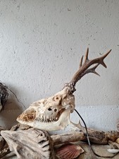 Gothic Decor Creepy Deer Skull Horns