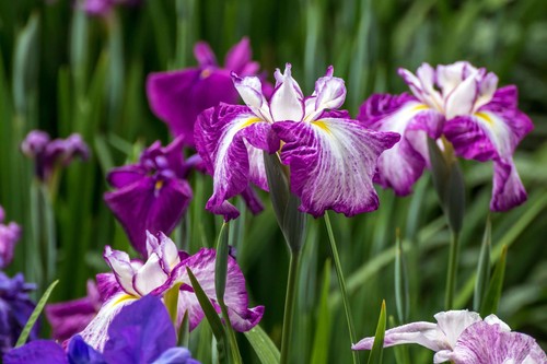 Iris ensata harlequinesque - iris,