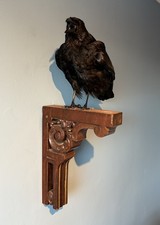 Taxidermy calling crow - xl,