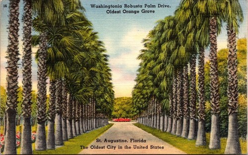 Postcard washingtonia robusta - washingtonia,