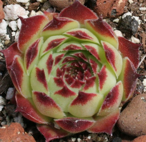 Sempervivum calcareum - sempervivum,