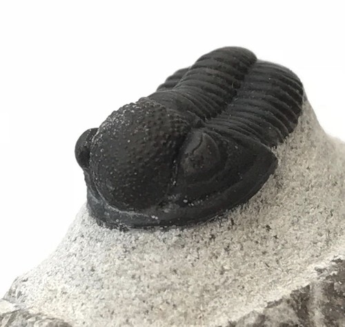 Cute trilobite fossil - cute, gerastos
