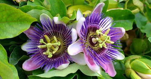 Passion flower passiflora - passion,