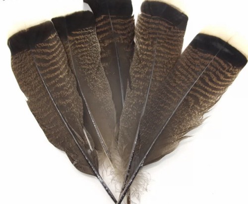 5pcs natural wild turkey - wild, tail