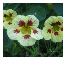 NASTURTIUM - LADYBIRD CREAM