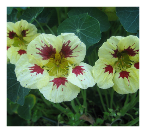 Nasturtium ladybird cream - nasturtium,