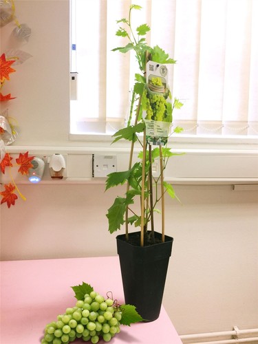 Grape vine outdoor plant - 1,
