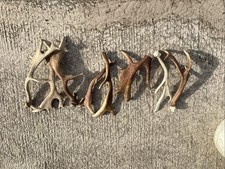 3 Kilos (minimum) Of Fallow Deer Antlers Dog Chews/craft