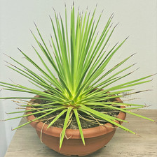 Agave stricta 'Nana' in 20cm