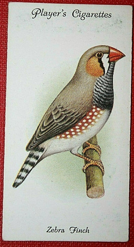 Zebra finch vintage 1933 - zebra,