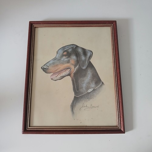 John evans vintage doberman - ​john,