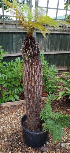 Dicksonia antarctica tree - dicksonia,