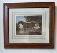 Original Antique Edwardian Equine Equestrian Watercolour Painting Of A Horse