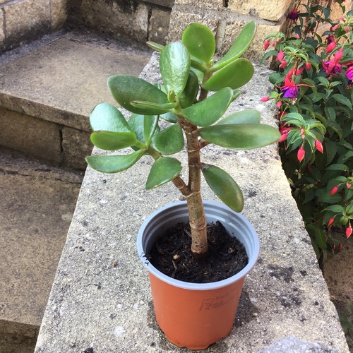 Large jade plant - large, crassula