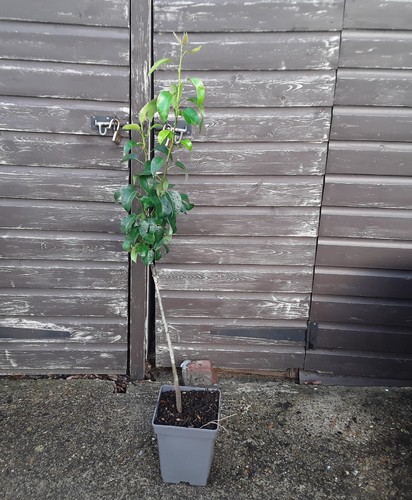 Conference pear tree - conference,