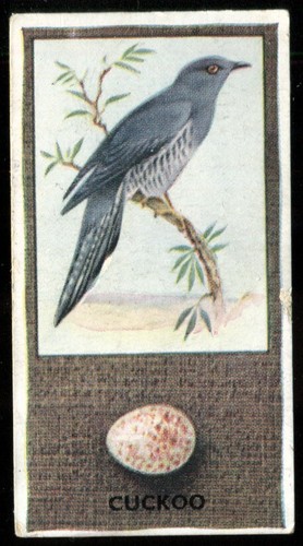 Tobacco card godfrey - card,,