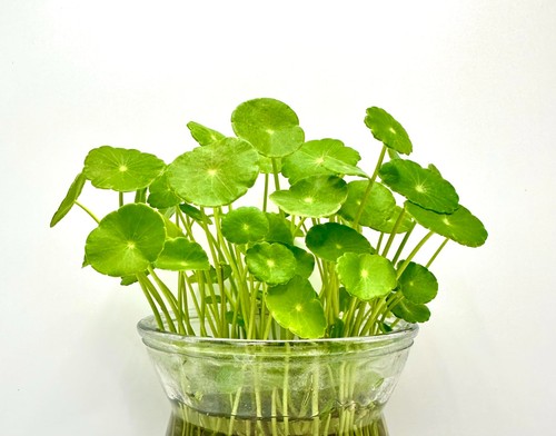 10x water gotu kola - water,