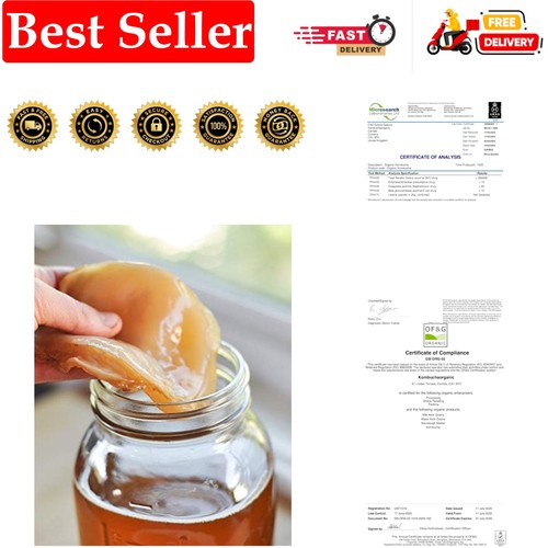 Litre organic kombucha scoby - litre,