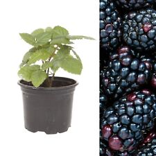 Blackberry Fruit Plant Rubus Thornless in 9cm Pot - Edible Fruiting Shrub