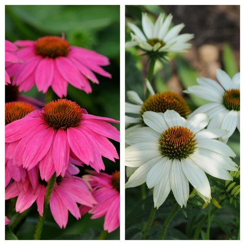 9cm echinacea powwow - ,