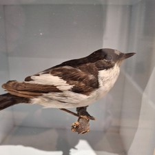 taxidermy bird