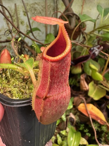Nepenthes veitchii - , x