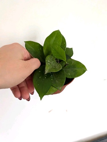 Hoya carnosa freckles - carnosa,