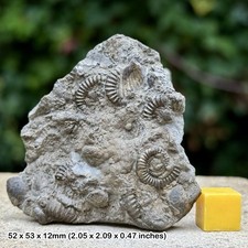 Promicroceras Golden Pyrite Ammonite Fossil Cluster Jurassic Coast Charmouth