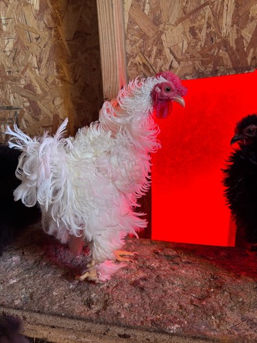 Fertile exotic chicken - 12,