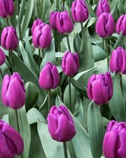 10 Tulip Purple Flag Flower