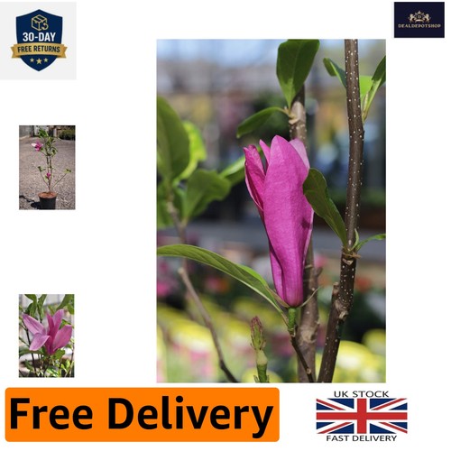 Deciduous magnolia susan - magnolia, 'susan'