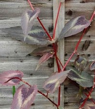 Persicaria microcephala 'Red