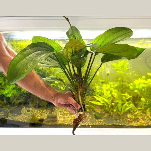 Large echinodorus impaii - echinodorus,